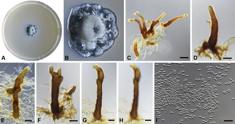 Fig. 20