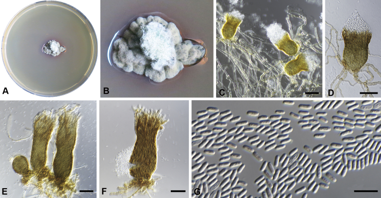 Fig. 22