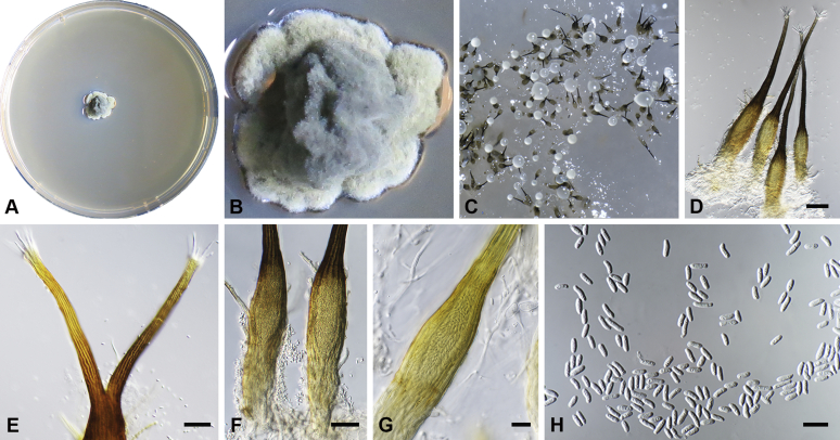 Fig. 23