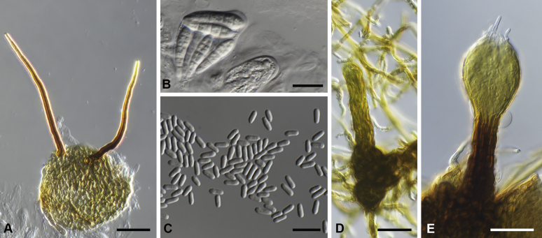 Fig. 16