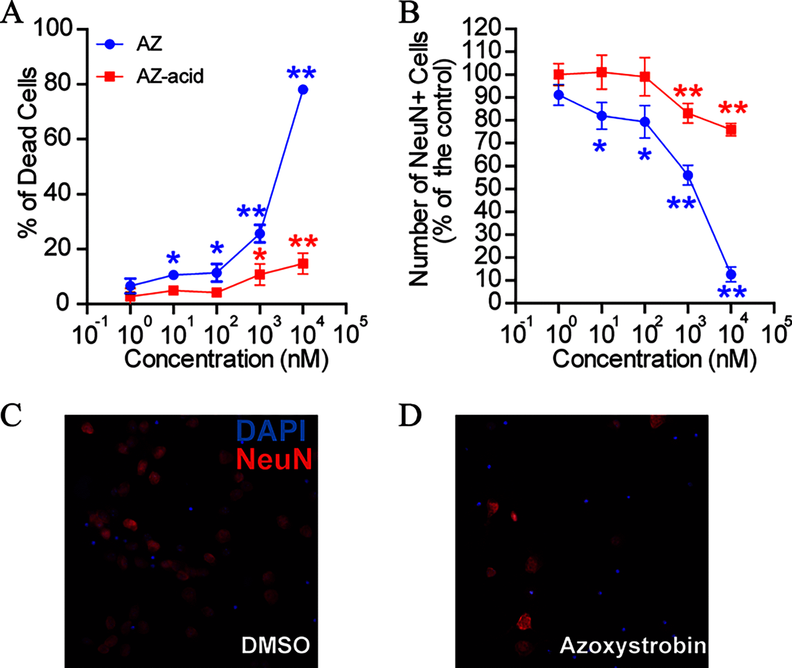 Figures 6A and 6B are line graphs, plotting percentage of dead cells, ranging from 0 to 100 in increments of 20 and Number of neuronal nuclear protein positive cells (percentage of the control), ranging from 0 to 120 in increments of 10 (y-axis) across concentration (nanomolar), ranging as 10 begin superscript negative 1 end superscript, 10 begin superscript 0 end superscript, 10 begin superscript 1 end superscript, 10 begin superscript 2 end superscript, 10 begin superscript 3 end superscript, 10 begin superscript 4 end superscript, and 10 begin superscript 5 end superscript (x-axis) for Azoxystrobin and Azoxystrobin-acid. Figures 6C and 6D are stained tissues of a mouse cortical neuron cultures treated by Dimethyl sulfoxide and Azoxystrobin depicting 4’,6-diamidino-2-phenylindole and neuronal nuclear protein, respectively.