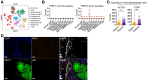 Figure 6—figure supplement 1.