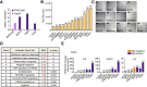 Figure 1—figure supplement 1.