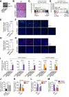 Figure 4—figure supplement 1.