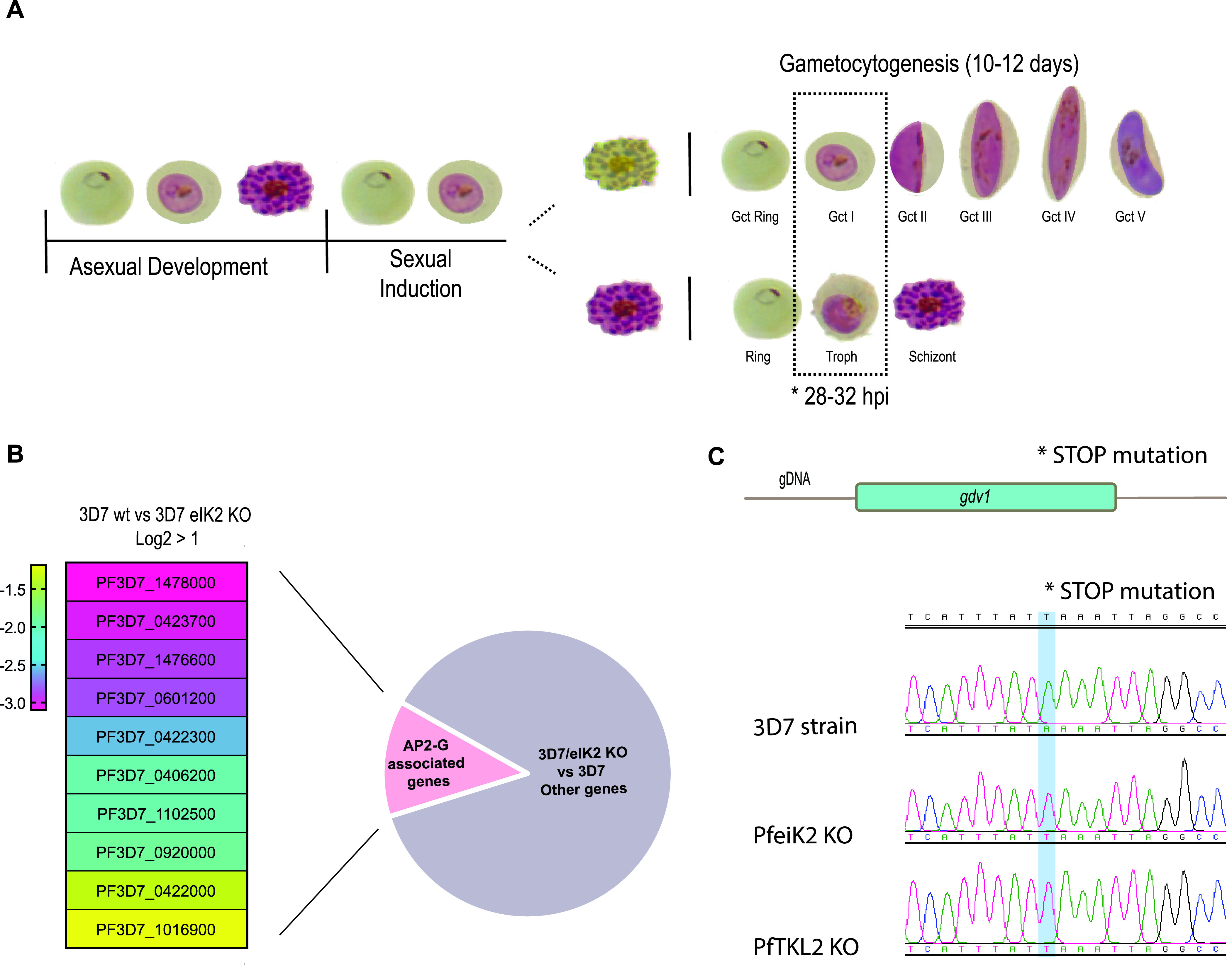 FIG 2