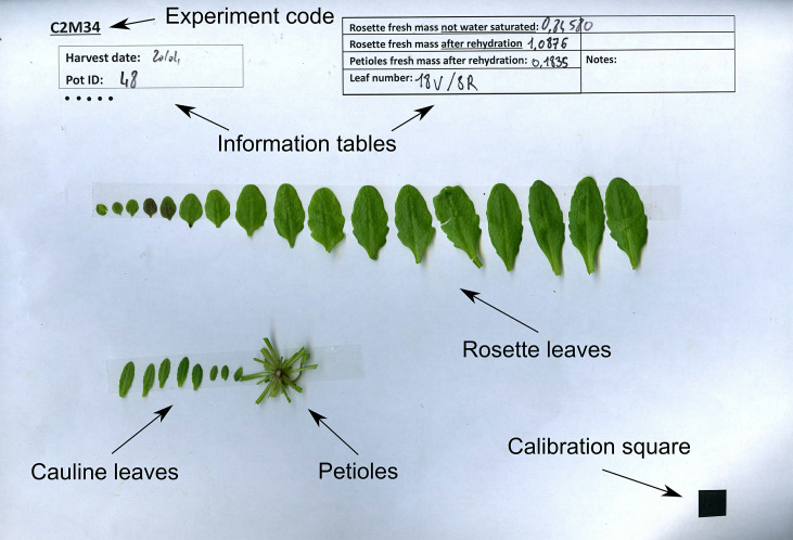 Figure 5.