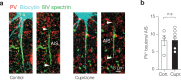 Figure 3—figure supplement 2.