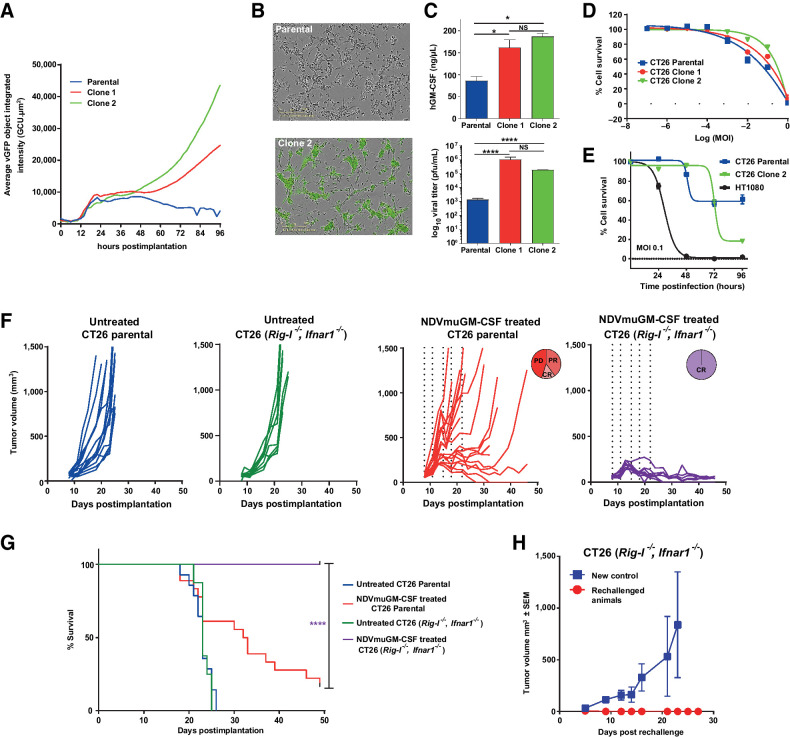 Figure 4. Genetic modifications of syngeneic tumor cells modulates susceptibility to NDV infection in vitro and in vivo. A, Quantitative measurement of GFP intensity per individual cell over time after infection of CT26 Rig-I−/−, Ifnar1−/− cells with NDV-GFP. B, Representative Incucyte images of CT26 parental and Rig-I−/−, Ifnar1−/− (clone 2) cells at 72 hours after infection with NDV-GFP at MOI 0.1. C, hGM-CSF transgene expression levels (top) and virus titers (bottom) at 72 hours after infection at MOI 0.1 from parental CT26 cell line and a CT26 Rig-I−/−, Ifnar1−/− clones. Data represent four separate experiments. *, P = 0.05; ****, P < 0.0001; NS, not significant. D, Oncolytic potency of MEDI5395 (percent cell survival) in CT26 parental and CT26 Rig-I−/−, Ifnar1−/− clones. Data represent four separate experiments. E, Comparison of percent cell death observed over 96 hours after MEDI5395 infection at MOI 0.1 in CT26 and CT26 Rig-I−/−, Ifnar1−/− clone 2 versus HT1080 human xenograft cell line. Data represent two separate experiments. F, Representative spider plots showing tumor growth kinetics of individual animals implanted with CT26 parental cells (blue lines) or CT26 Rig-I−/−, Ifnar1−/− cells (green lines), alongside growth kinetics from CT26 parental tumors (red lines) and CT26 Rig-I−/−, Ifnar1−/− tumors (purple lines) treated with i.t. NDVmuGM-CSF at 5 × 108 pfu. Vertical dashed lines represent days of dosing. CR = complete response; PD = progressive disease; PR = partial response. G, Kaplan–Meier survival analysis of untreated and NDVmuGM-CSF–treated animals implanted with the indicated tumor. H, Tumor growth kinetics after rechallenge of “cured” CT26 Rig-I−/−, Ifnar1−/− tumor-bearing animals with new CT26 Rig-I−/−, Ifnar1−/− cells on the opposite flank (red lines; n = 6), compared with tumors grown in naïve animals (blue lines; (n = 3). Significance in survival was assessed by log–rank (Mantel–Cox) test.