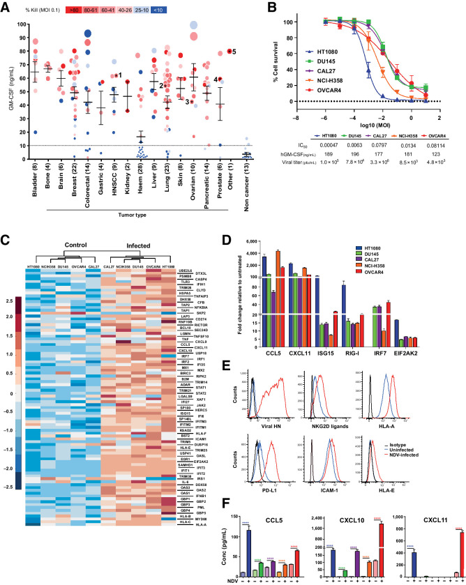 Figure 1. MEDI5395 combines broad oncolytic activity with induction of immunologic changes within tumor cells in vitro. A, Output from >100 human cell lines infected with MEDI5395 at MOI 0.1. Potency of virus classified as percent kill (symbol colour) at 72 hours after infection and GM-CSF levels in supernatant (symbol size), which was used as a surrogate of susceptibility to virus. 1 = CAL27, 2 = NCI-H358, 3 = OVCAR4, 4 = DU145, and 5 = HT0180 cell lines. Each data point is an average of three individual replicates. B, Fifty percent inhibitory concentration (IC50) curves from the five sensitive cell lines identified in A at 72 hours after infection with MEDI5395. Data represent the mean of four biological replicates for each cell line. C, Clustergram analysis of RNA expression of 96 genes involved in immune-cell interactions at 24 hours after infection at MOIs that resulted in 100% infection. D, RT-PCR analysis of gene expression expressed as fold change relative to untreated levels at 24 hours after NDV-GFP infection at MOIs that resulted in 100% infection; n = 6 per group. Data are mean ± SEM. E, Representative FACS analysis histogram plots of cell surface marker expression at 24 hours after NDV-GFP infection from one of the five sensitive cell lines (CAL27). F, Levels of CCL5, CXCL10, and CXCL11 protein in supernatants from the same NDV-GFP–infected cells shown in D at 24 hours after infection. Statistical analysis was performed with an unpaired t test with Welch correction; data are mean ± SEM. *, P < 0.05; ****, P < 0.0001.