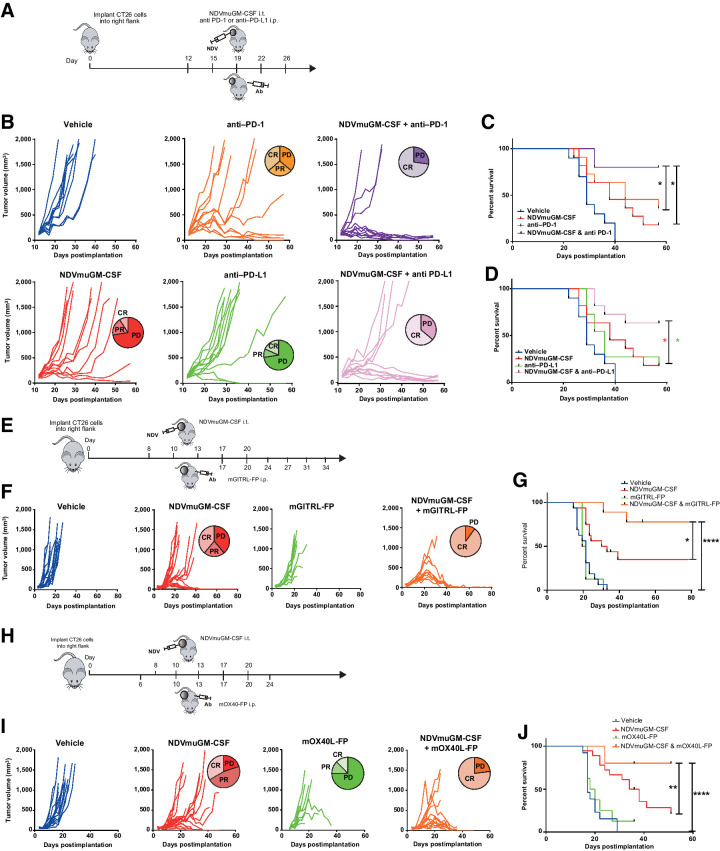 Figure 3. Combination of NDV with immune checkpoint blockade or T-cell agonists in preclinical models. A, Representation of study design combining local NDVmuGM-CSF administration with antibodies to PD-1 or PD-L1 in the CT26 model. B, Spider plots showing tumor growth kinetics in individual animals in each group (n = 10 per group), data are representative of three separate experiments. C and D, Kaplan–Meier survival analyses of NDVmuGM-CSF plus C, anti–PD-1 or D, PD-L1 antibody combination therapy compared with monotherapies. E, Schematic representation of study design combining NDVmuGM-CSF administration with mGITRL-FP agonist in the CT26 model. F, Spider plots showing tumor growth kinetics of the individual animals in each group (n = 10 per group except NDVmuGM-CSF, n = 18). G, Kaplan–Meier survival analysis of NDVmuGM-CSF plus mGITRL-FP agonist combination therapy compared with vehicle control and NDVmuGM-CSF and mGITRL-FP monotherapies. H, Schematic representation of study design combining local administration of NDVmuGM-CSF with mOX40L-FP agonist in CT26 model. I, Spider plots showing tumor growth kinetics of the individual animals in each group (n = 10 per group except NDVmuGM-CSF and NDVmuGM-CSF + OX40L-FP, n = 18). J, Kaplan–Meier survival analysis of NDVmuGM-CSF plus mOX40L-FP agonist combination therapy compared with monotherapy. CR, complete response; PD, progressive disease; PR, partial response. Significance in survival was assessed by log–rank (Mantel–Cox) test. *, P < 0.05; **, P < 0.01; ****, P < 0.0001.