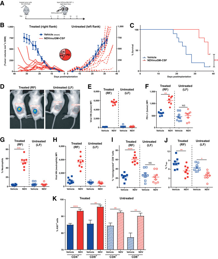 Figure 5. Increased susceptibility to NDV was required to generate potent anenestic antitumor responses, which were entirely dependent on modulation of the host immune system. A, Schematic representation of study design with NDVmuGM-CSF administered in a dual-flank CT26 Rig-I−/−, Ifnar1−/− tumor model. B, Mean tumor growth in untreated animals (blue lines) and spider plots from individual NDVmuGM-CSF–treated animals (red lines) in both treated tumors (solid lines) and untreated tumors (dashed lines; n = 10 animals per group). CR = complete response; PD = progressive disease; PR = partial response. C, Kaplan–Meier plot of survival proportions in dual flank model. D, Representative image of bioluminescent signal detected in NDV-luciferase–treated animals at 48 hours after a single i.t. administration of virus at 5 × 108 pfu (n = 10). Immunophenotyping of treated and untreated tumors with three i.t. doses of NDVmuGM-CSF was performed on days 8, 11, and 14 after implantation and then analyzed 24 hours later on day 15. E–J, Detection of E, vHN protein and F, PD-L1 from NDVmuGM-CSF on surface of CD45− tumor cells. F, Detection of PD-L1 on surface of tumor cells. G, Detection of neutrophils (CD11b+, Ly6Ghi) within tumors and H, analysis of vHN levels on the surface of tumor-infiltrating neutrophils. I, Detection of “reinvigorated” T cells and J, Tregs within tumors. Blue solid squares, vehicle-treated tumors; blue open squares, untreated tumors; red solid circles, NDVmuGM-CSF–treated tumors; red open circles, untreated tumors. MFI = mean fluorescence intensity. K, Quantification of Ki67+, CD4+, and CD8+ T-cell populations in vehicle-treated (solid blue bars) and untreated (shaded blue bars) tumors and in NDVmuGM-CSF–treated (solid red bars) and untreated (shaded red bars) tumors (n = 8 animals per group). Statistical analyses were performed with an unpaired t test with Welch correction; data are mean ± SEM. **, P < 0.01; ***, P < 0.001; ****, P < 0.0001. Significance in survival benefit was assessed by log–rank (Mantel–Cox) test. RF, right flank; LF, left flank.