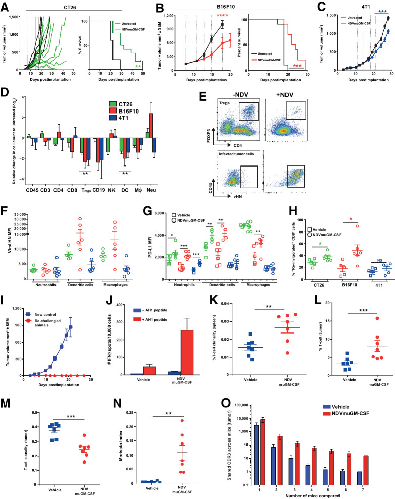 Figure 2. NDV infection remodeling of TME leading to immune-mediated antitumor activity. A, Tumor volumes after i.t. dosing with NDVmuGM-CSF in CT26 (n = 12), B, B16F10 (n = 10), and C, 4T1 (n = 10) syngeneic tumor models. Dashed vertical lines represent days of NDVmuGM-CSF injections (5 × 108 pfu). CT26 tumor growth data (mean ± SEM) shown as spider plots demonstrating heterogeneous antitumor response. D, Representative immunophenotyping of tumor immune infiltrate from three syngeneic models at 24 hours after third i.t. dose of 5 × 108 pfu at 8, 11, and 14 days postimplantation; n = 6 vehicle and 6 treated animals for each model. Data are mean ± SEM log2 values relative to untreated cell counts. NK = natural killer cells; CD19 = B cells; Mθ = macrophage. E, Representative pseudocolour dot plots showing Treg proportions in treated tumors and presence of NDV vHN protein on infected tumor cell surfaces. F, vHN protein expression (MFI) on cell surface of myeloid cell subsets in TME. Data are mean ± SEM. G, PD-L1 expression (MFI) on the surface of myeloid cell subsets in TME. Data are mean ± SEM. H, Detection of “reinvigorated” (PD-1+, Eomes+, Ki67+, Gzmb+) CD8+ T cells in TME. Data are mean ± SEM; *, P < 0.05. I, Tumor growth plots from control CT26 tumor-bearing animals or rechallenged CT26 “cured” animals after NDVmuGM-CSF treatment with CT26 cells on opposite flank. Data represent two separate experiments (controls, n = 3; rechallenged, n = 6). J, Detection of AH1 reactive T cells from splenocytes isolated from control or previously “cured” NDVmuGM-CSF treated animals following CT26 tumor rechallenge as judged by increased number of IFNγ-positive “spots” following stimulation with (red) or without (blue) AH1 peptide ex vivo. Data are mean ± SEM (n = 2 per group). K and L, Clonality of TCR sequencing isolated from spleen (K) and tumor (L). Values approaching 1 indicate a nearly monoclonal population of TCRs (controls, n = 8; virus treated, n = 7). M, Comparison of T-cell clonality from vehicle- and NDVmuGM-CSF–treated tumors. N, Morisita index quantitates the similarity between TCR repertoires in spleen and tumors of vehicle- and NDVmuGM-CSF–treated mice. O, Comparison of shared TCR sequences between individual animals in untreated and treated groups. For all comparisons between two data sets, statistical analysis was performed with unpaired t test with Welch correction. *, P < 0.05; **, P < 0.01; ***, P < 0.001.