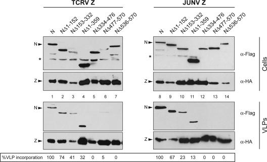 FIG. 2.