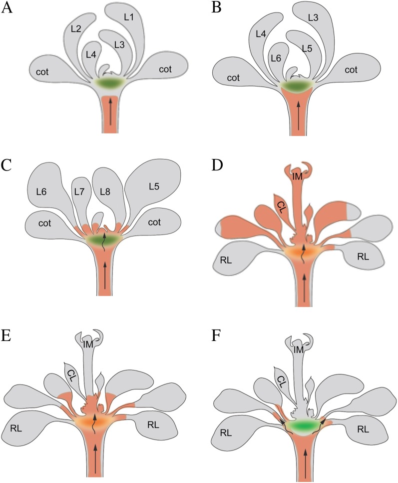 Figure 11.