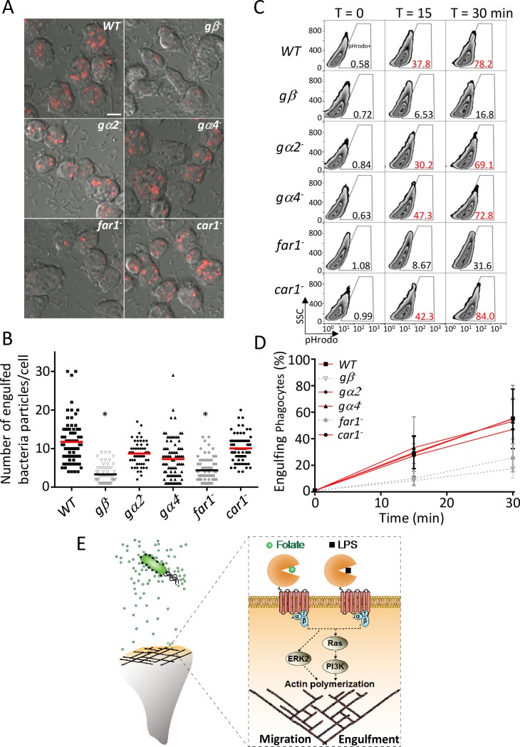 Fig 4