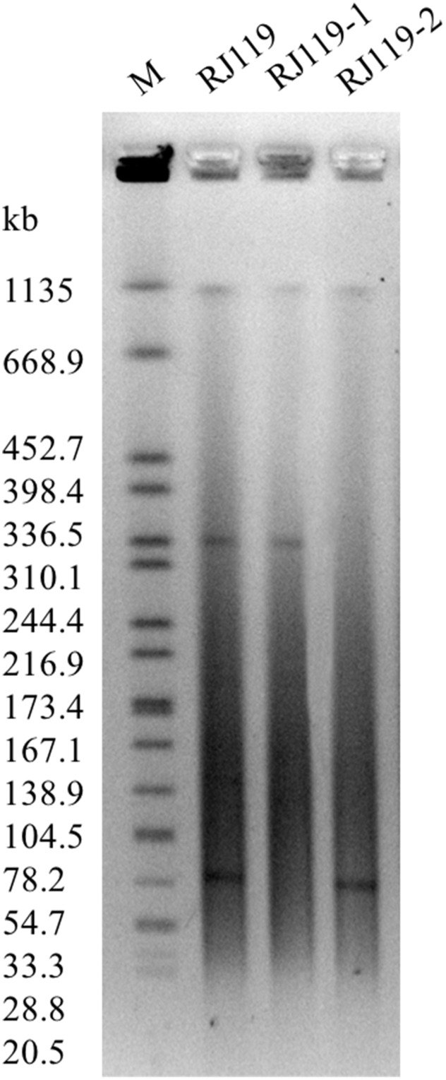 FIGURE 1