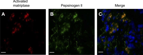 Fig. 8.