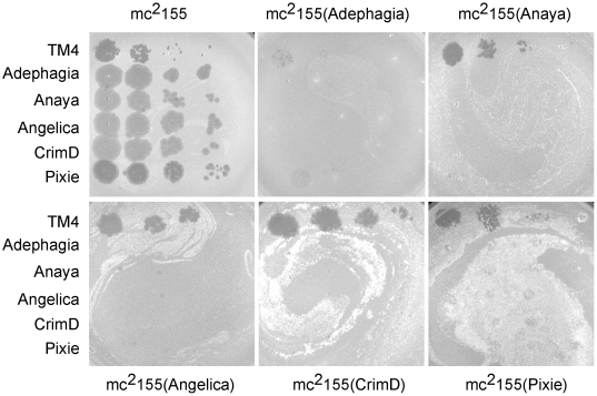 Figure 4