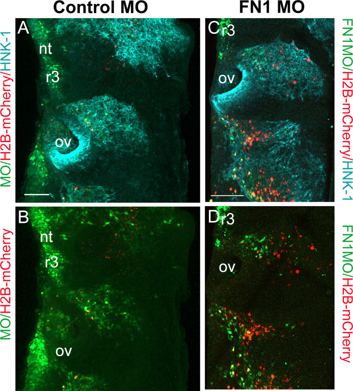 Figure 1—figure supplement 1.