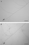F<sc>ig</sc>. 3.