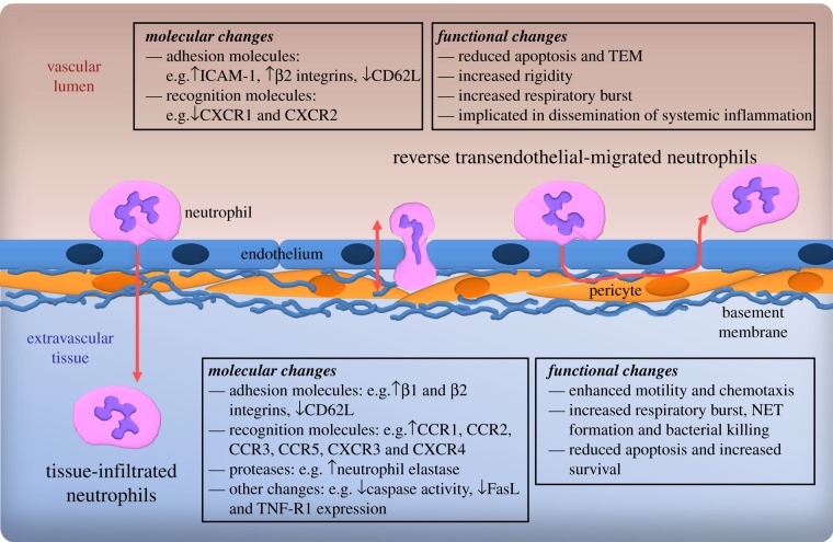 Figure 1.