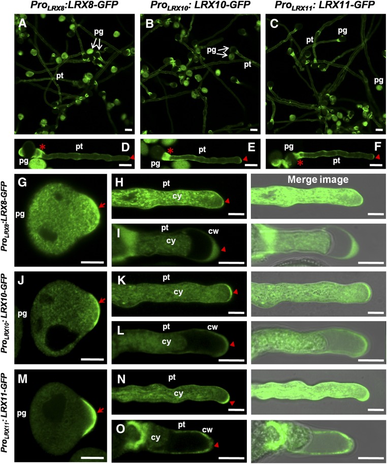 Figure 6.