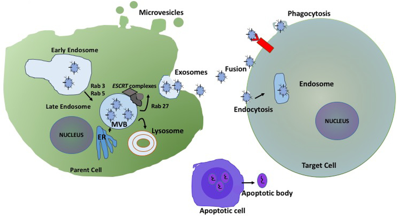 Figure 1 |