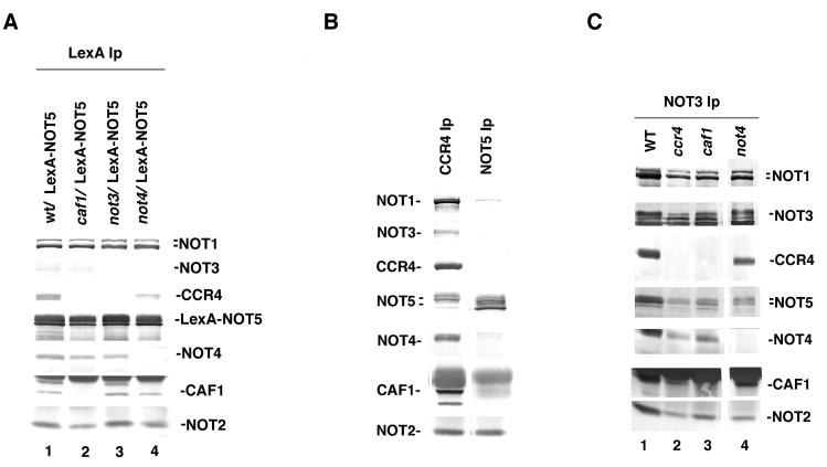 FIG. 6