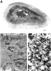 Fig. 10.