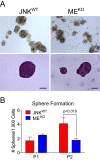 Figure 5—figure supplement 1.