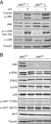 Figure 4—figure supplement 2.