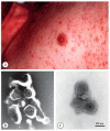 Figure 16