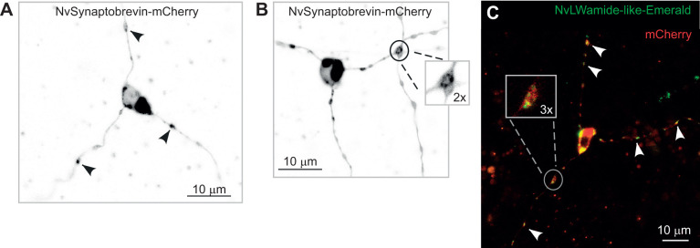 Fig. 5.