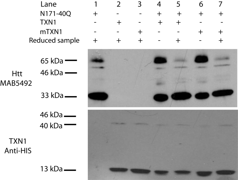 Fig3rb