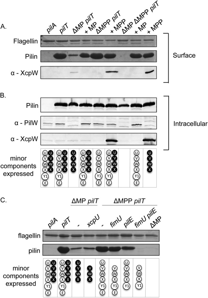 FIGURE 6.