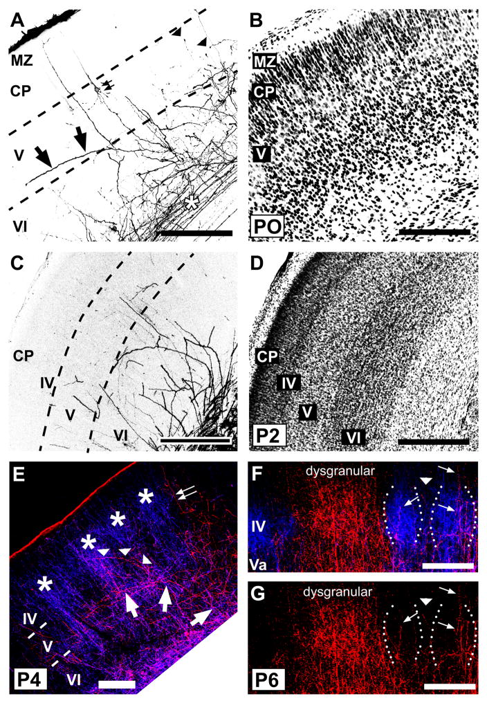 Fig. 8