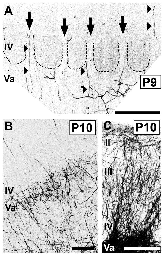 Fig. 5