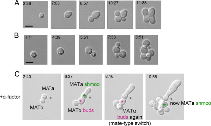 FIGURE 3: