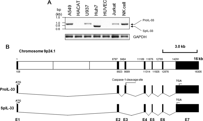 FIGURE 1.