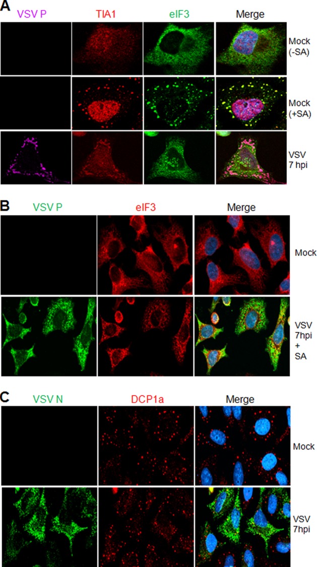 Fig 6