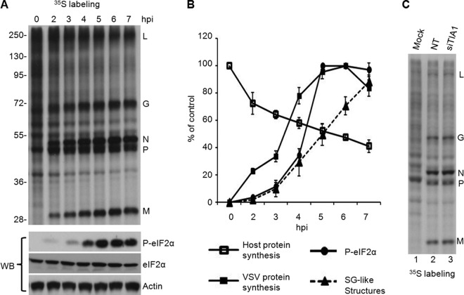 Fig 7