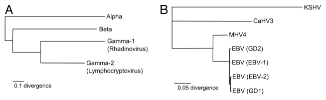 graphic file with name rna-11-10-g1.jpg