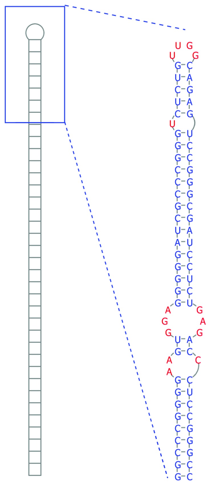 graphic file with name rna-11-10-g4.jpg