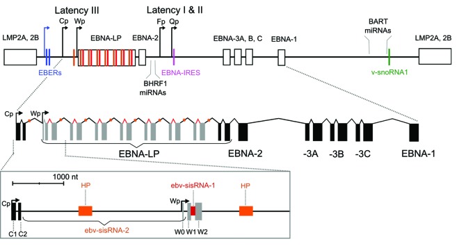 graphic file with name rna-11-10-g2.jpg