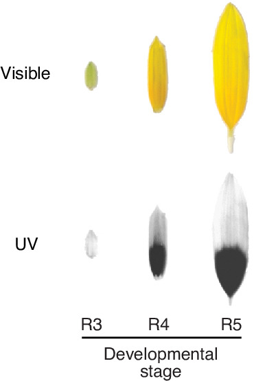 Figure 3—figure supplement 1.