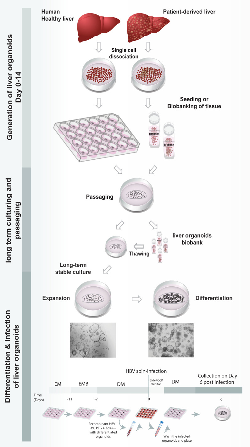 graphic file with name BioProtoc-12-06-4358-ga001.jpg