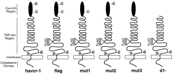 FIG. 1