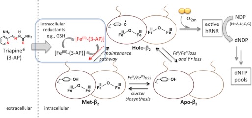 FIGURE 1.