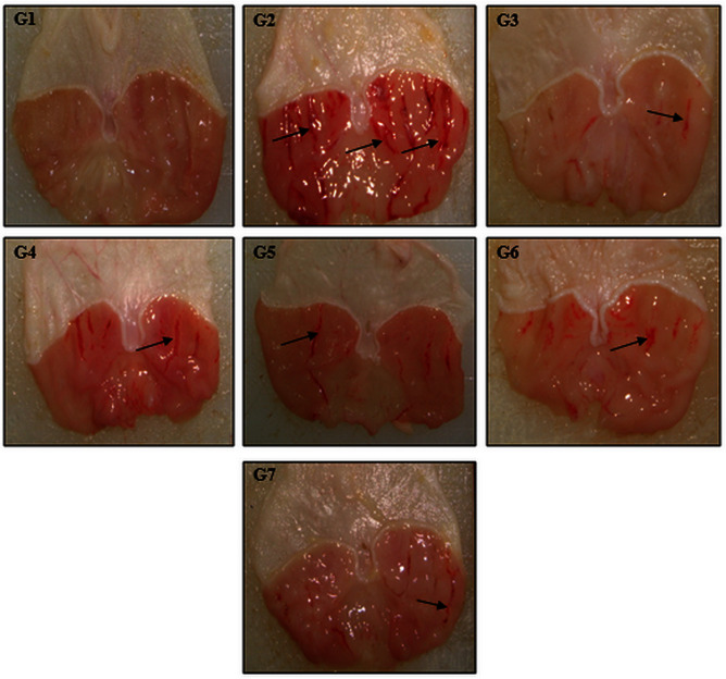 Fig 6