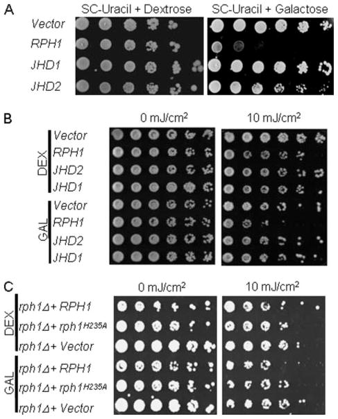 FIGURE 7